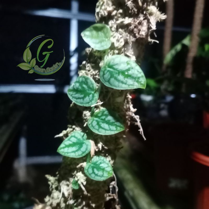 Tanaman Hias Monstera Dubia