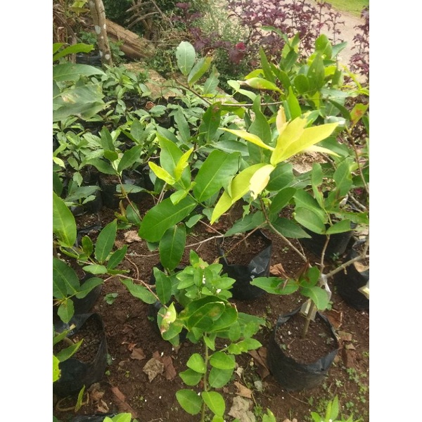 cangkok jambu cincalo