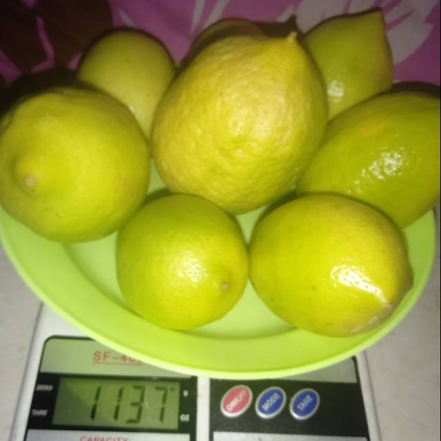 

Buah lemon fresh lagsung petik