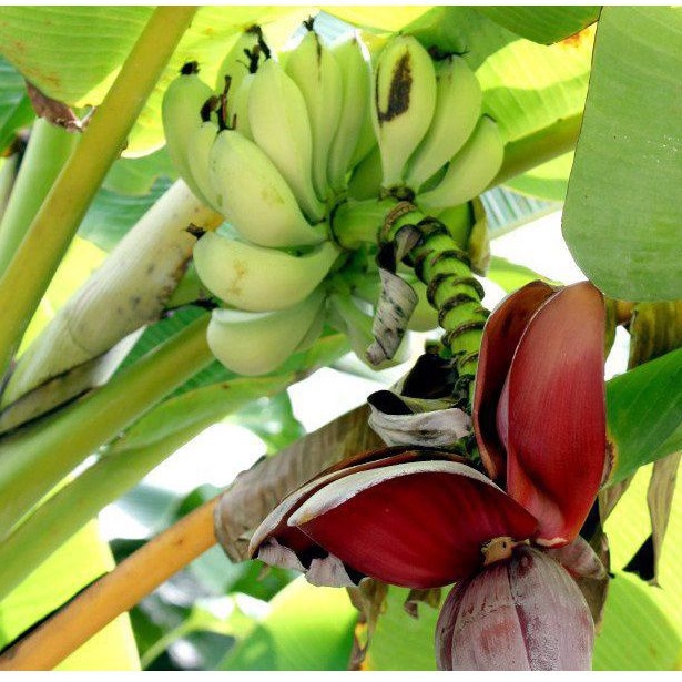

Buah pisang batu muda per 500grm