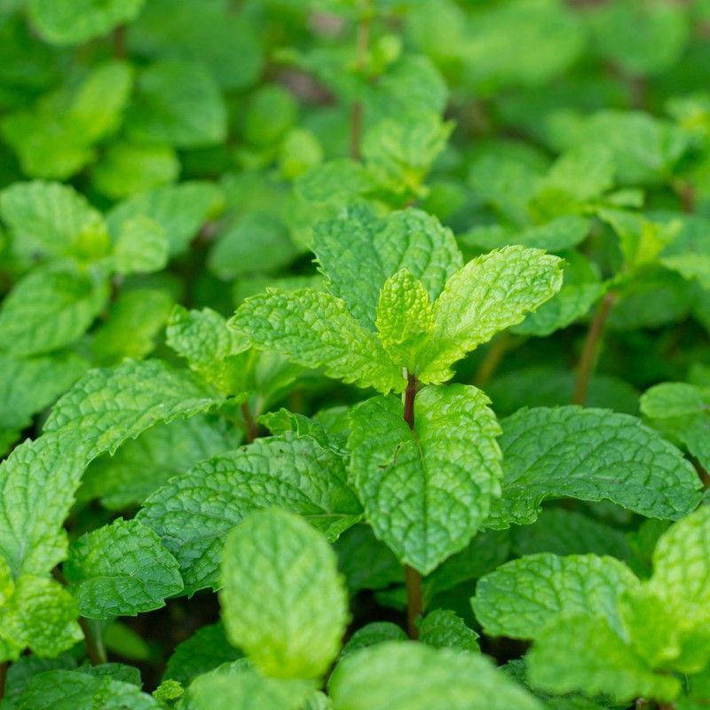 Benih DAUN MINT LEMON BALM tanaman herbal bibit sayuran