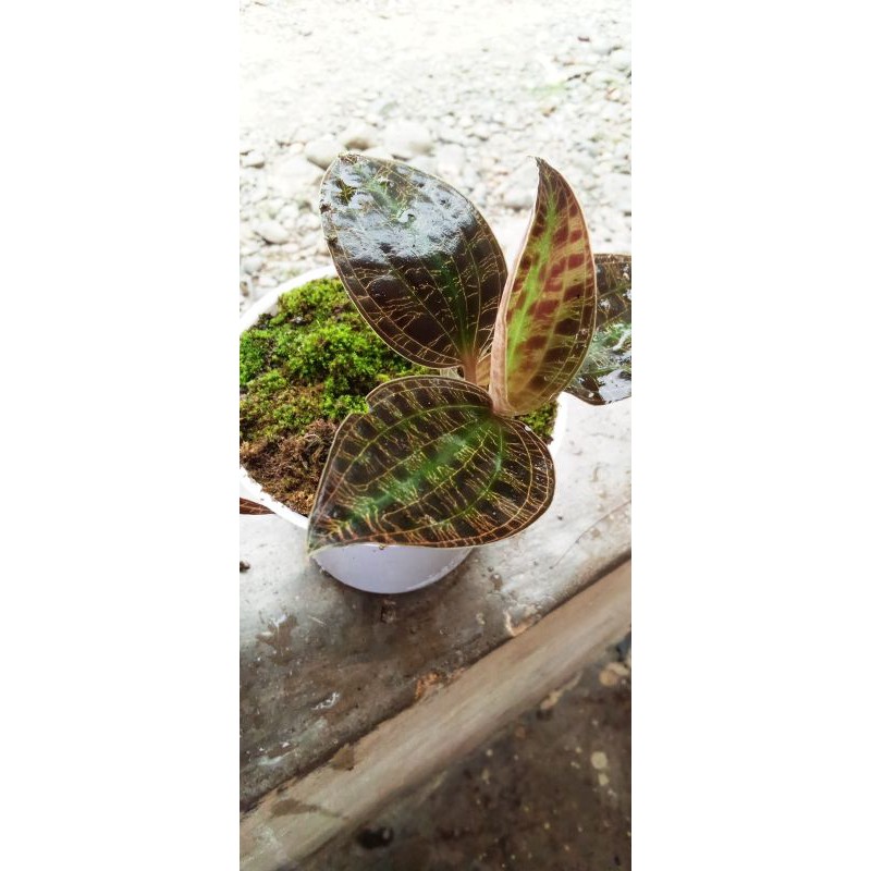 Anggrek Permata Hijau