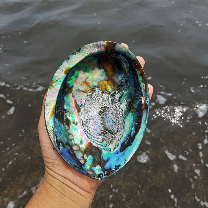 Cangkang kerang hias / Kerang abalone / Cangkang kerang laut