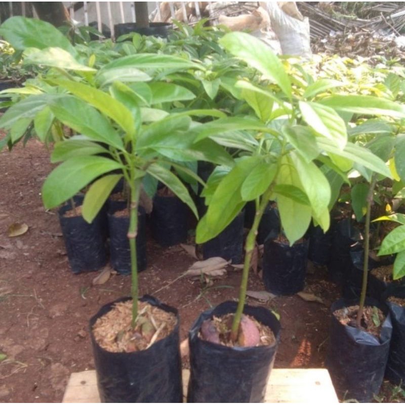 bibit alpukat miki depok | pohon alpukat miki