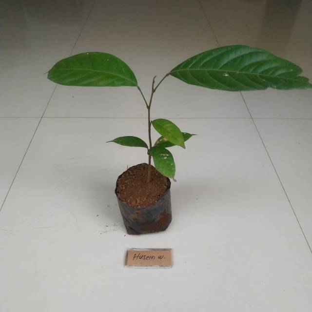 Bibit tanaman langsat bibit langsep buah langsat langsep bukan duku