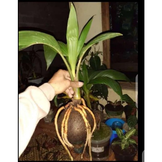 Tanaman hias Bonsai Kelapa