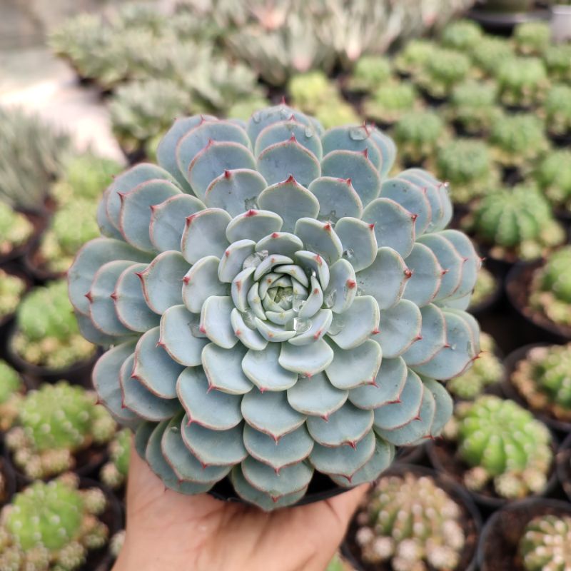 Echeveria Minima | DP 12cm