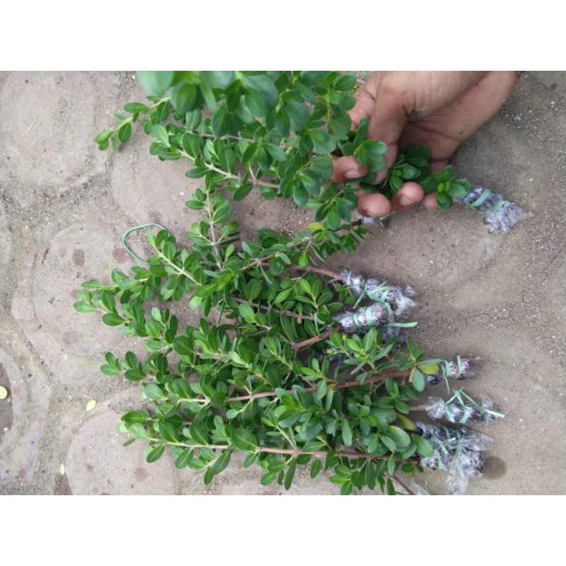 bibit santigi mawar daun bulat turun cangkok