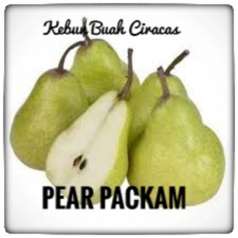 

Buah Pear Packham Import/Pear Hijau