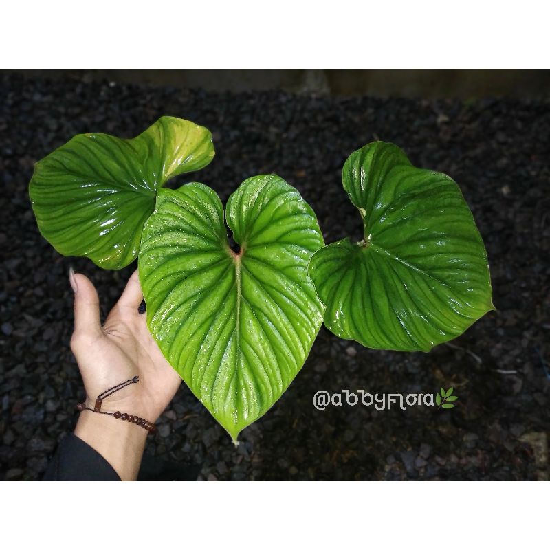 Philodendron plowmanii - plowmanii round form