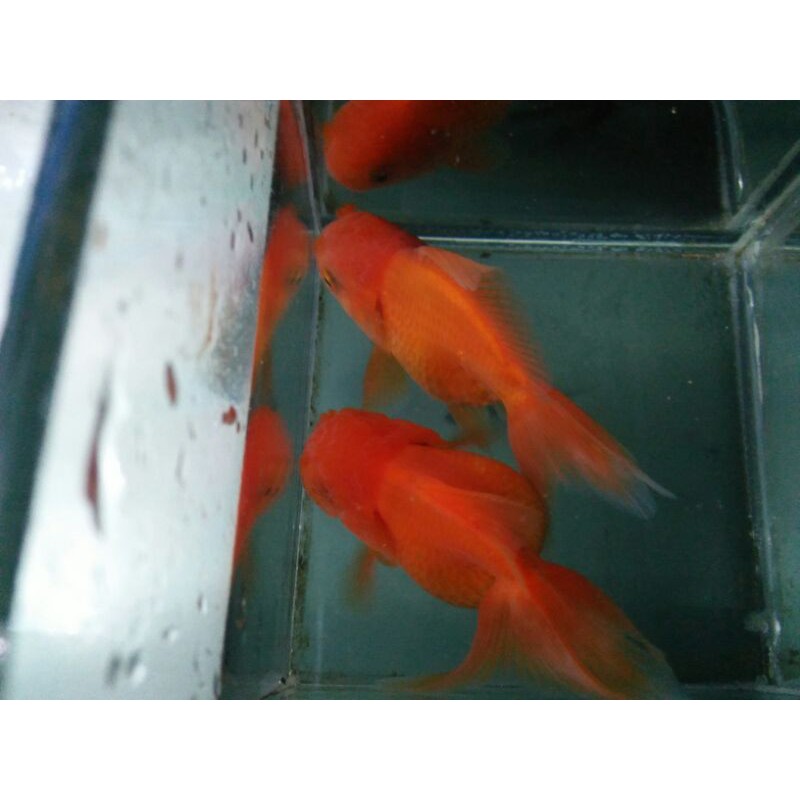 ikan mas koki oranda / jambul stock terbatas