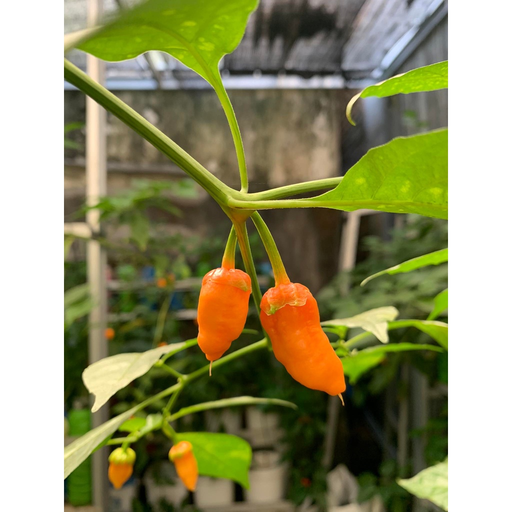 Benih Bibit Biji - Cabai BBG Bubblegum Orange Pepper Cabe Seeds