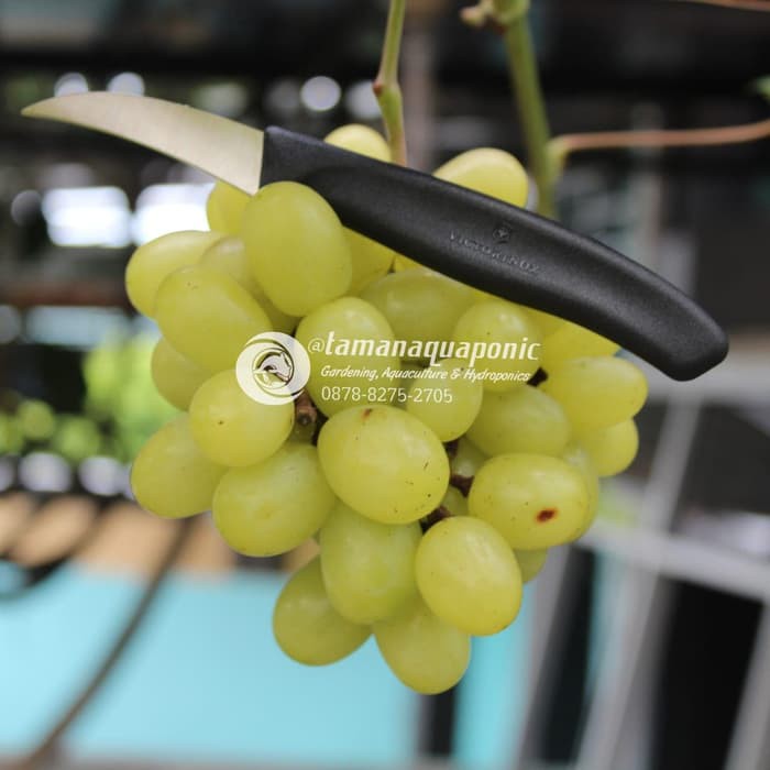 NEW EDITION  PISAU OKULASI VICTORINOX FG104