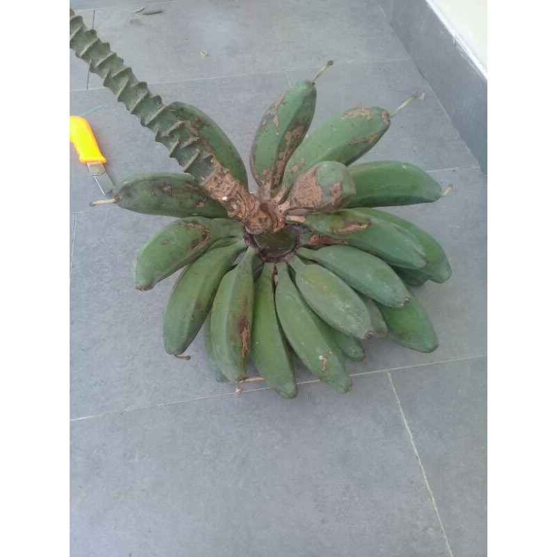 

buah pisang batu pisang kululuk tua segar 1kg
