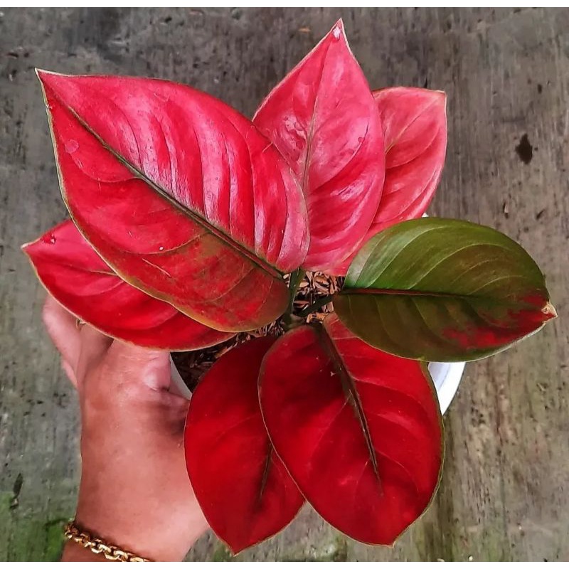 Aglonema Ayunindi Remaja 5-6 Daun / Aglaonema Tanaman Hias Bunga Import