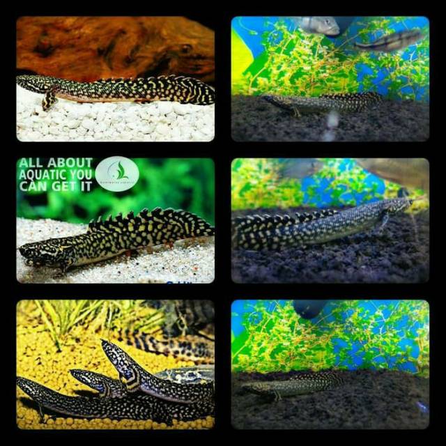 Ikan palmas orna untuk aquarium