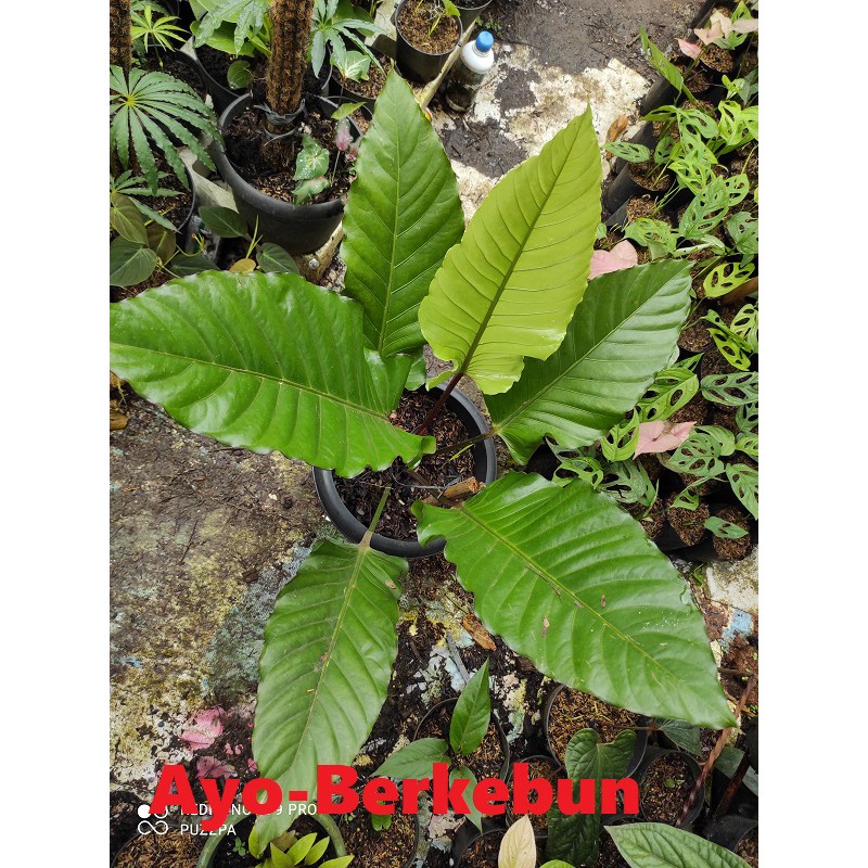 Tanaman Hias Anthurium Black Beauty calon indukan  - Antorium Black Beauti / antorium black beauty