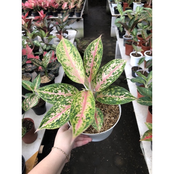 Aglaonema Serena