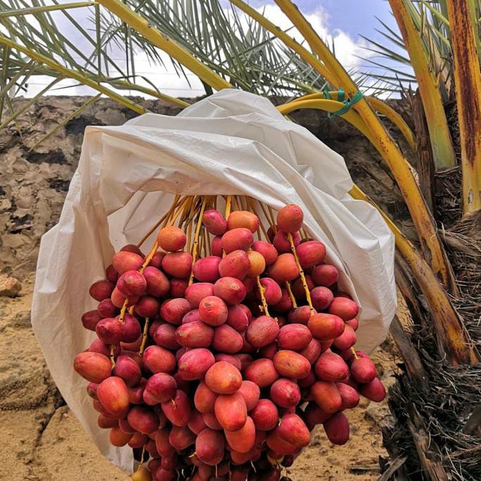 

Kurma Muda Arkanamarketht