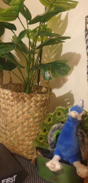 Paket 11 Pcs Purun (1 Kg), Premium Quality