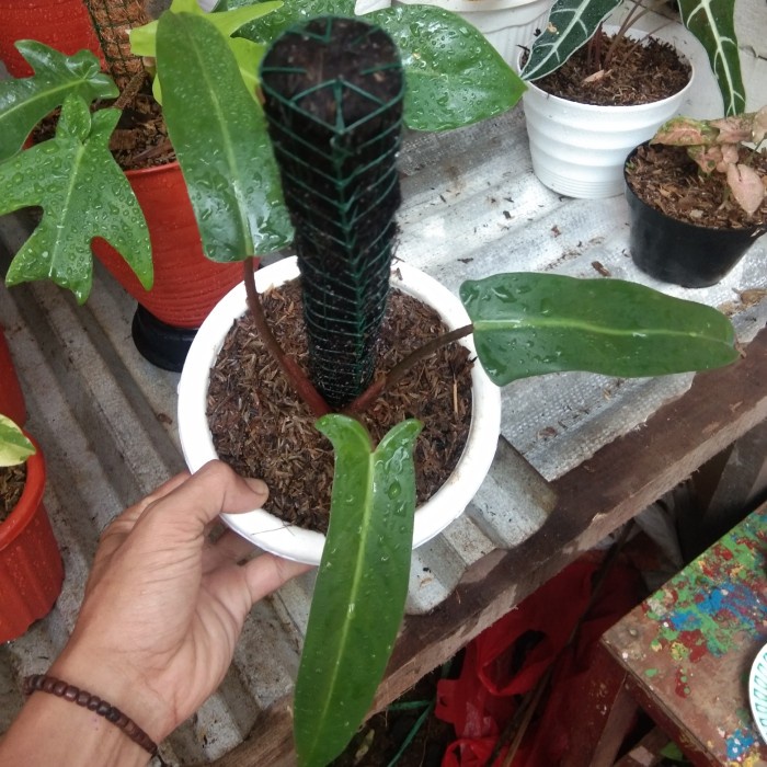 TANAMAN HIAS PHILODENDRON/PHILO MEXICANUM