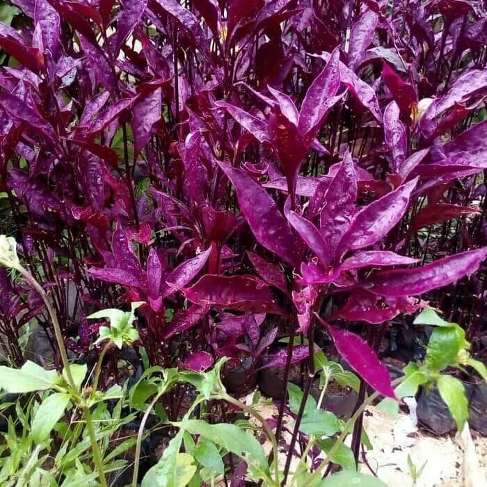 - tanaman hias bayam merah - bunga erpah -tanaman erfah