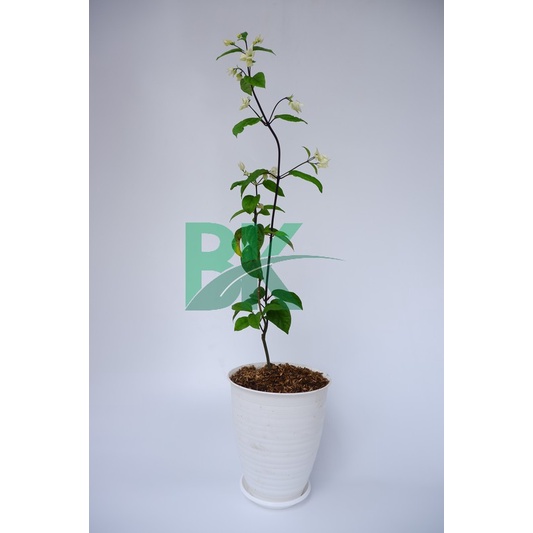 tanaman Nona makan sirih  (Clerodendrum thomsoniae)bunga putih - BAKUL KEMBANG