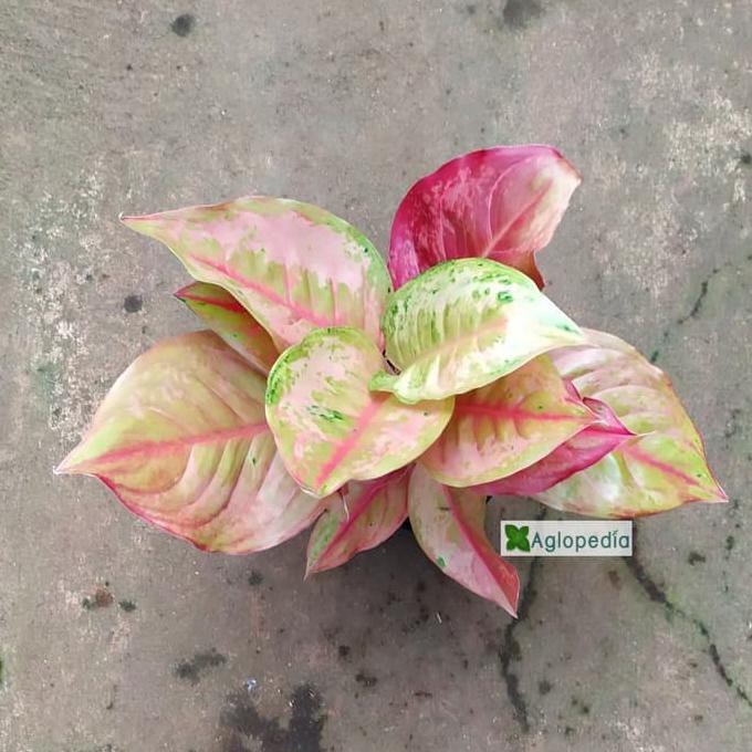 Aglonema Lod (Light Of Diamond) -