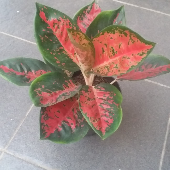 {PROMO} AGLONEMA SUKSOM BATIK DEWASA