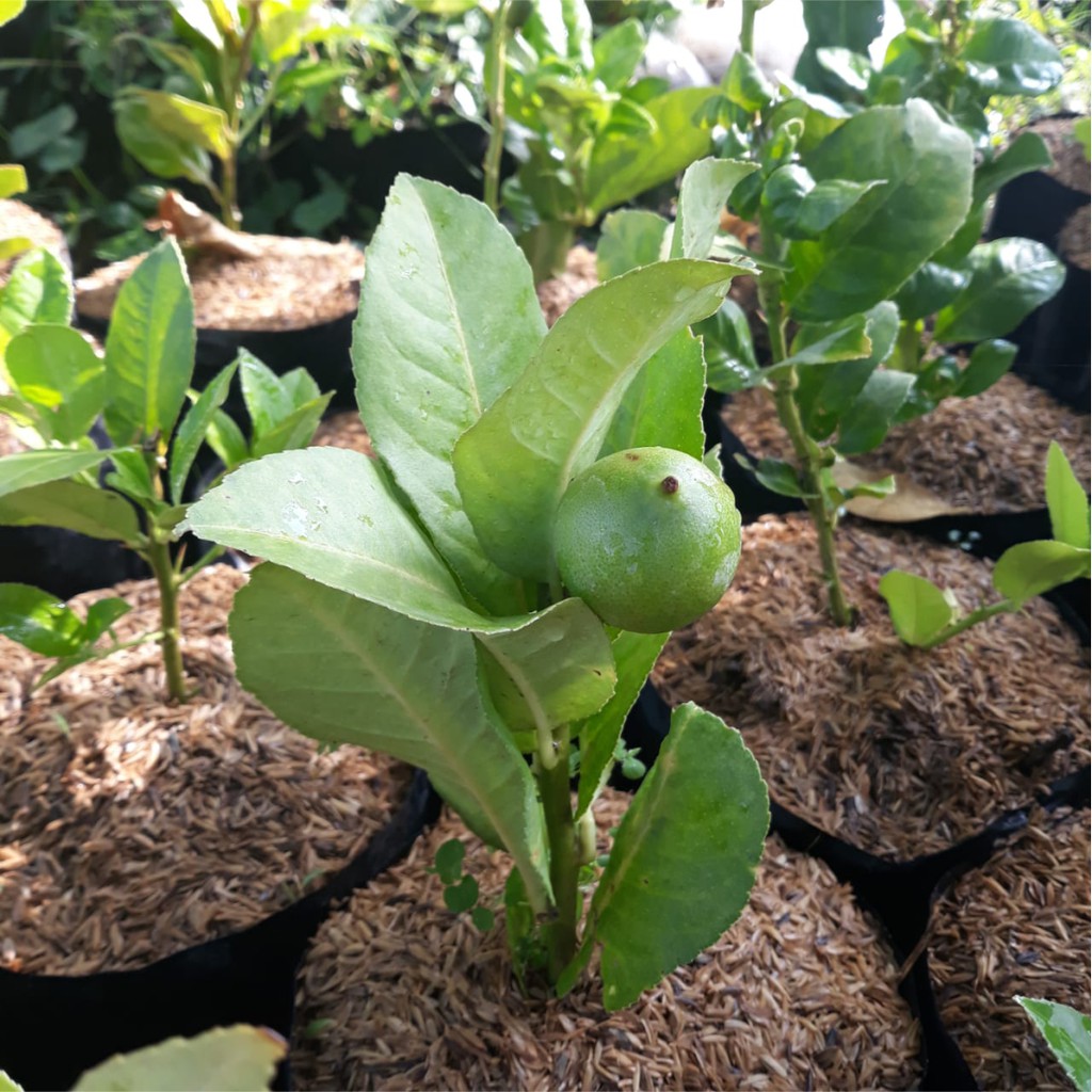 Tanaman Jeruk Lemon Tanpa Biji