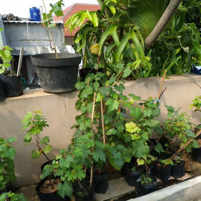 Bibit anggur Cotton Candy