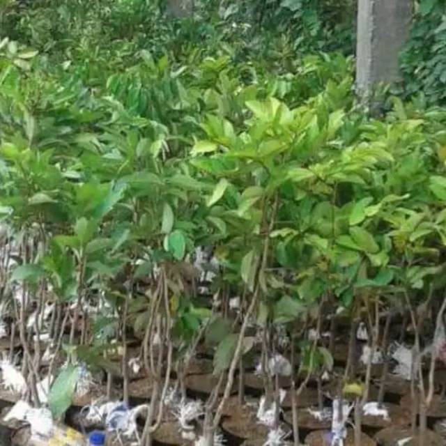 Bibit Rambutan Garuda