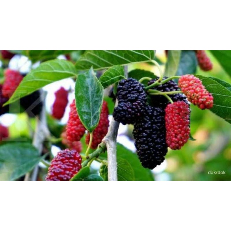 

Daun murberry Fresh murah