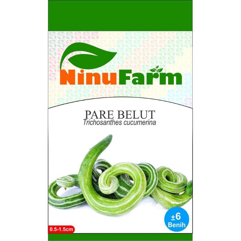 BENIH PARE BELUT / BIBIT PARIA BELUT / BIBIT TANAMAN HIAS BUNGA KERING AGLONEMA