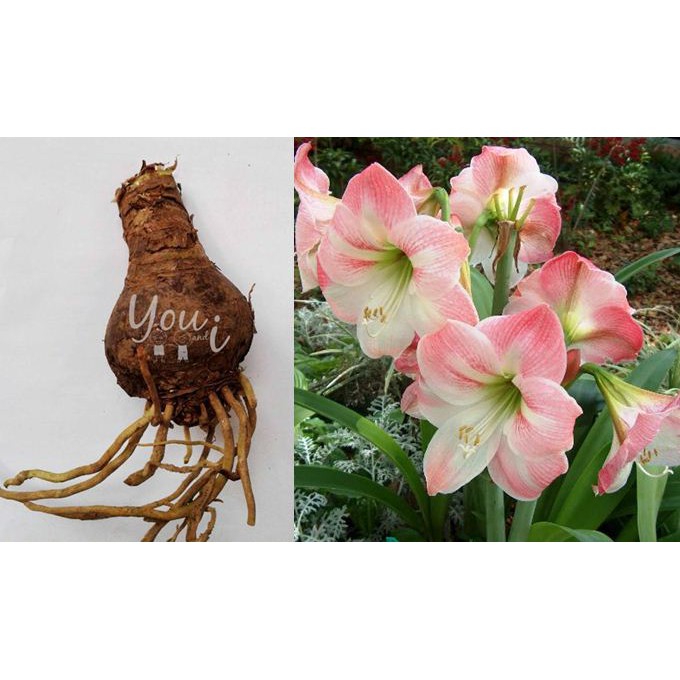 Umbi Bibit Bunga Amaryllis Pink Amarilis Shopee Indonesia