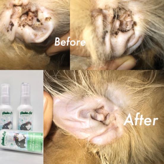 ❃ Pembersih telinga kucing | cegah earmites & infeksi ✱