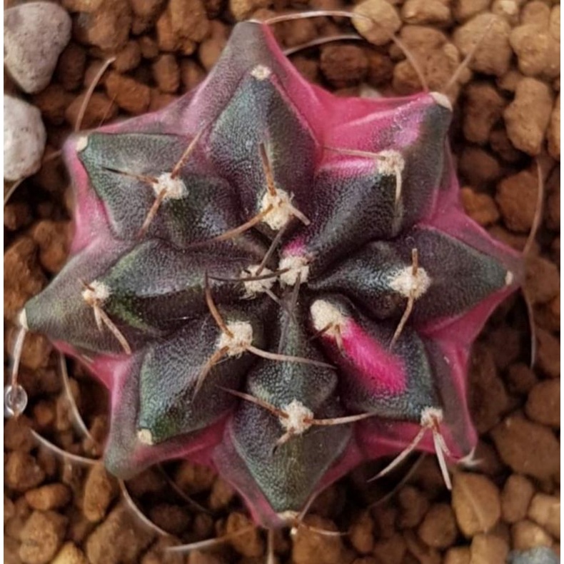Kaktus Gymnocalycium Emerald Ownroot (corak cakep&warna cantik)