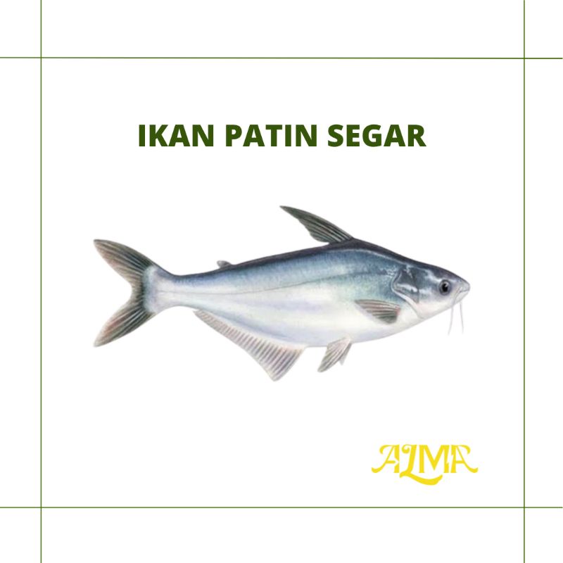 Ikan Patin Segar / Ikan Segar