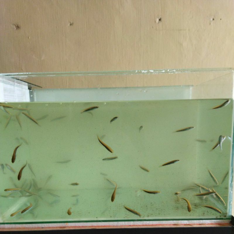 Channa Maru Yellow Riau