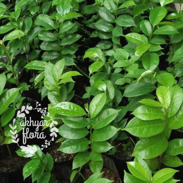 @# TANAMAN BUAH SIRSAK MADU BIBIT SIRSAK MADU