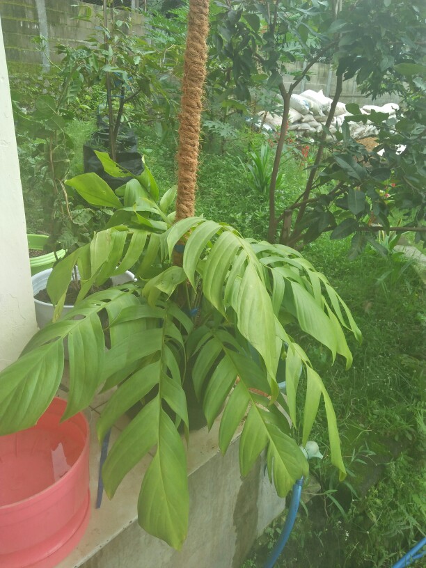 Tanaman Hias Indoor Mostera Epipremnum Pinatum/ekor Naga