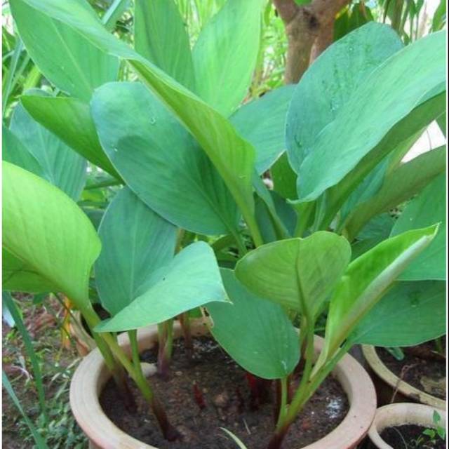 

Daun Temu kunci ( boesenbergia rotunda ) daun herbal /