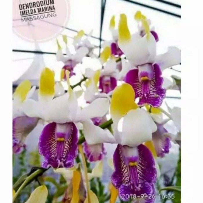 Seedling Anggrek Dendrobium Imelda Marina Masagung