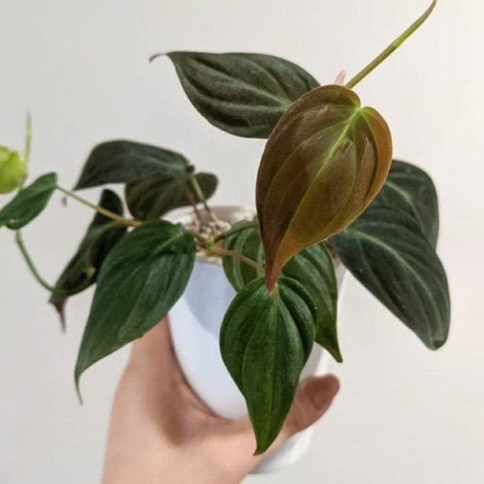 PHILODENDRON MICANS - bibit tanaman hias philodendron micans