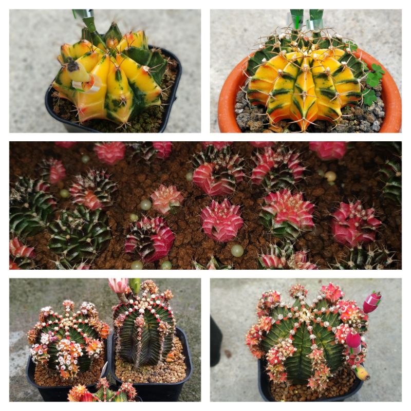 BIJI KAKTUS GYMNO & LB VARIEGATA