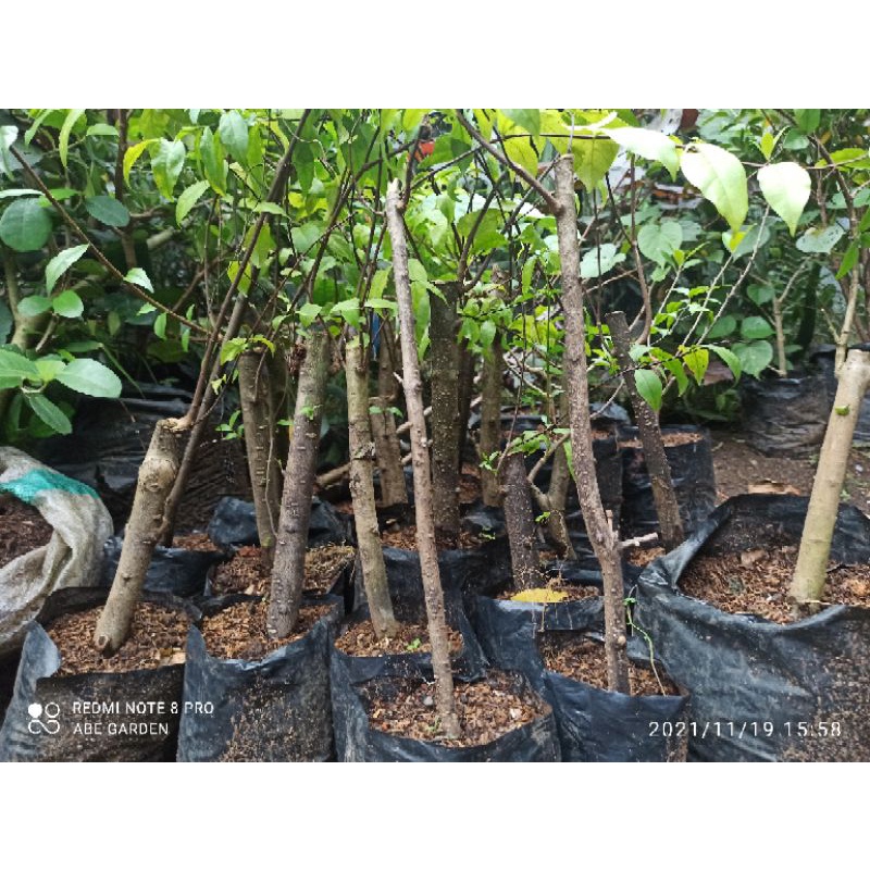 BIBIT ANTING PUTRI CANGKOK