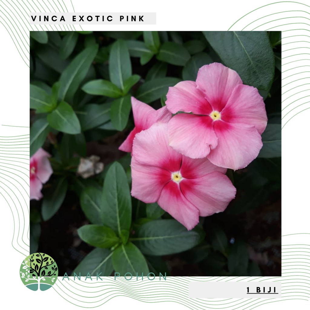 Benih Bibit Biji - Bunga Vinca Exotic Pink Exo Flower Seeds