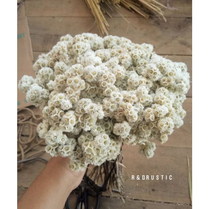 BUNGA EDELWEIS KERING ASLI/BUNGA KERING/BUKET BUNGA/DEKORASI RUSTIK