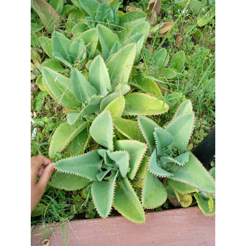 

daun cocor bebek segar 100gr