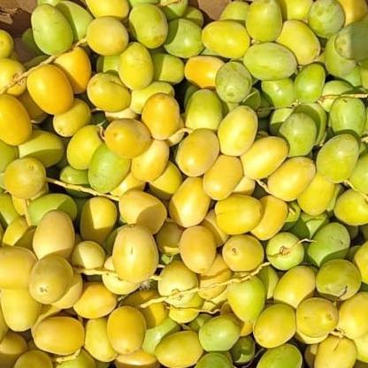 

TERBARU Kurma Muda Fresh 250 Gram Bukan Frozen/KURMA 1KG/KURMA BARARI/KURMA RUTHOB/KURMA BAM/KURMA PALM FRUIT/KURMA TANGKAI/KURMA AZWA/KURMA SUKKARI/KURMA SAFAWI/KURMA TUNISIA/KURMA MUDA KUNING/KURMA MUDA HIJAU/KURMA MEDJOL/KURMA MADINAH SUPER